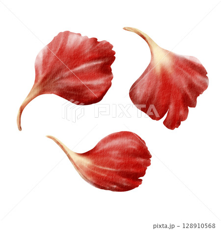 Red carnation petals as a symbol of love, passion, a date private with the flavor of fragrance. Isolated Watercolor hand-drawn illustration in vintage style on transparent background 128910568