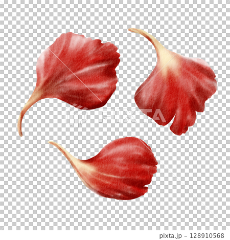 Red carnation petals as a symbol of love, passion, a date private with the flavor of fragrance. Isolated Watercolor hand-drawn illustration in vintage style on transparent background 128910568