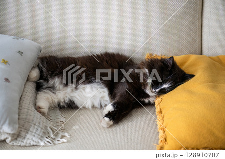 Black and white fluffy cat sleeping on sofa between pillows in cozy home interior Black and white fluffy cat sleeping on sofa between pillows in cozy home interior 128910707