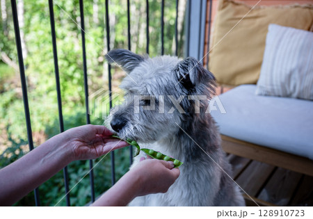 Human feeding dog with fresh green pea pod on balcony 128910723