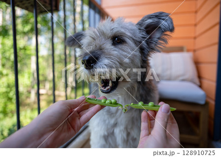 Human feeding dog with fresh green pea pod on balcony Human feeding dog with fresh green pea pod on balcony 128910725