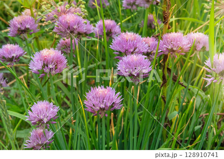 Chive flowers is growing in rural garden. Blossom season. Herb garden. Allium schoenoprasum in meadow. Cottage garden. 128910741