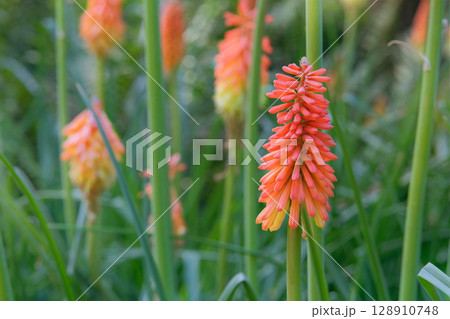 Flowers is blooming. Kniphofia uvaria is grown as garden plants. Cottage garden. Floral decoration. Sunny day. Flowers is blooming. Kniphofia uvaria is grown as garden plants. Cottage garden. Floral decoration. Sunny day. 128910748