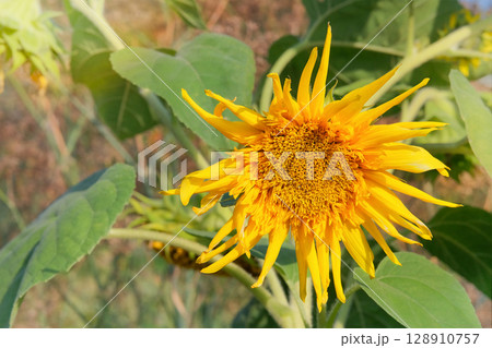 Sunflower is growing in rural garden. Cottage garden. Farming and harvesting. Sunny day. 128910757