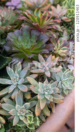 多肉植物 128911463