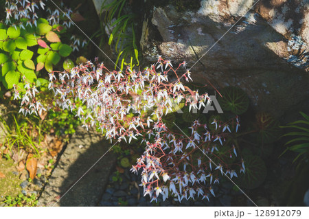 [水間寺]白くて可愛い花 128912079