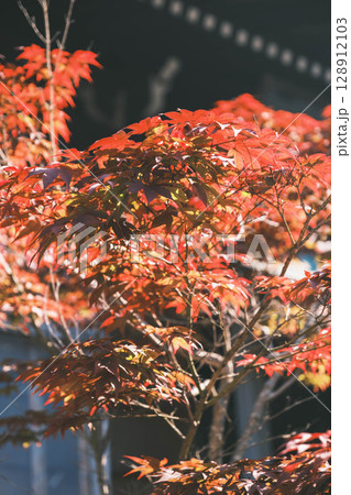 [水間寺]秋の到来を告げる！カラフルな紅葉 128912103