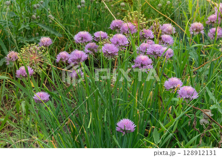 Chive flowers is growing in rural garden. Organic gardening. Aromatic herbs. Allium schoenoprasum in meadow. Cottage garden. Sunny day. 128912131