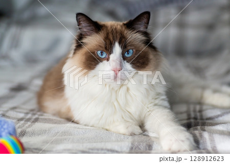 Purebred ragdoll cat relaxing on cozy soft blanket 128912623
