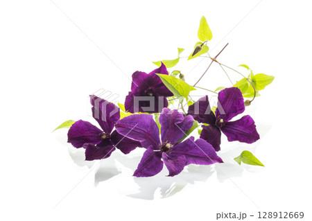 Elegant clematis with flowers on white background Elegant clematis with flowers on white background 128912669