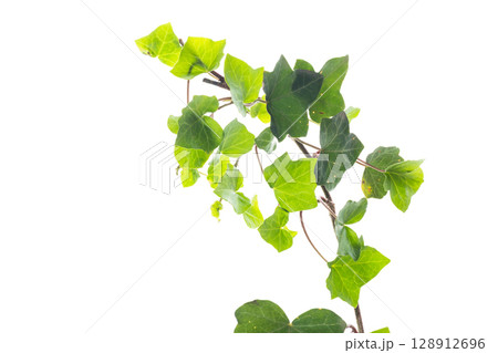Decorative ivy with branch and leaves on white background Decorative ivy with branch and leaves on white background 128912696