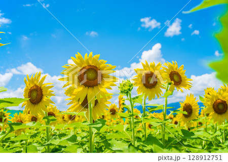《夏の風物詩》ヒマワリと入道雲 128912751