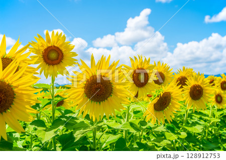 《夏の風物詩》ヒマワリと入道雲 128912753