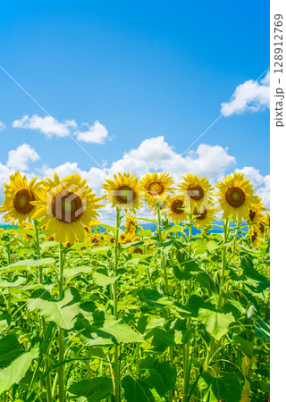 《夏の風物詩》ヒマワリと入道雲 128912769
