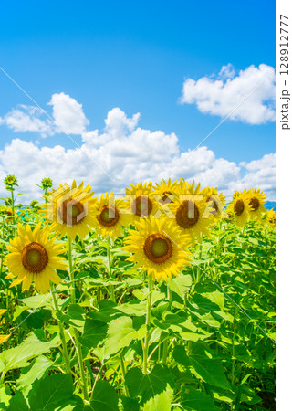 《夏の風物詩》ヒマワリと入道雲 128912777