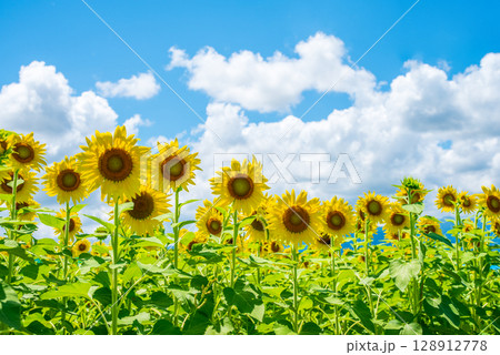 《夏の風物詩》ヒマワリと入道雲 128912778