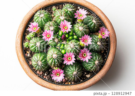 Home decor.  Cactus with spines and small flowers in pot on a white background. Top view. 128912947