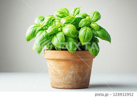 Small potted basil plant with lush green leaves on a white background. Herb in ceramic pot Small potted basil plant with lush green leaves on a white background. Herb in ceramic pot 128912952