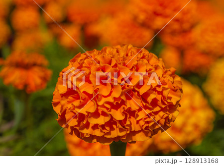 Close-up shot of a beautiful Orange Marigold flower blossom in the garden. Decoration for Indian, Mexico holidays or wedding. Natural Beautiful background with selective focus. Close-up shot of a beautiful Orange Marigold flower blossom in the garden. Decoration for Indian, Mexico holidays or wedding. Natural Beautiful background with selective focus. 128913168