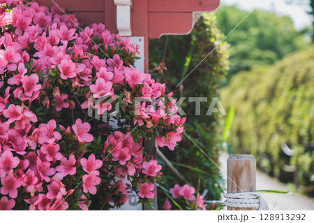 [長岡天満宮]京都　美しいツツジ 128913292