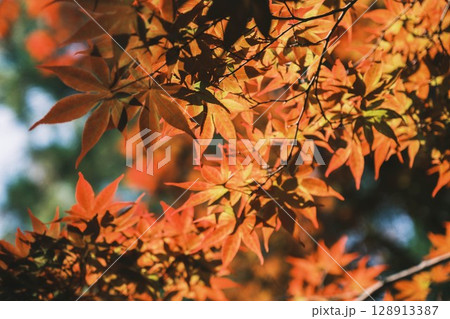 [長岡天満宮]京都　色鮮やかな紅葉 128913387