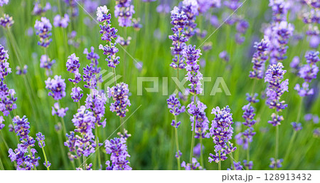 Lavender flowers blooming in a field of purple and green Lavender flowers blooming in a field of purple and green 128913432