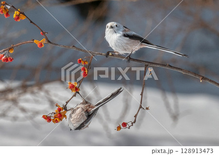 雪の妖精　シマエナガ 128913473