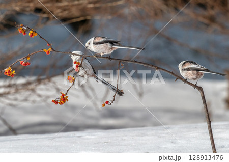雪の妖精　シマエナガ 128913476