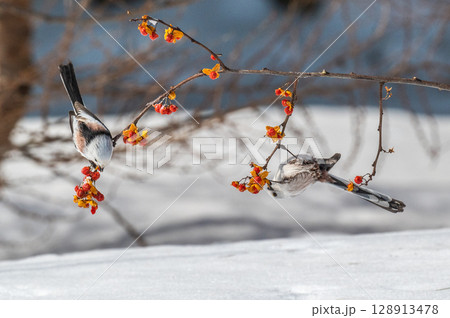 雪の妖精 シマエナガ 雪の妖精 シマエナガ 128913478