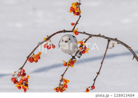 雪の妖精　シマエナガ 128913484