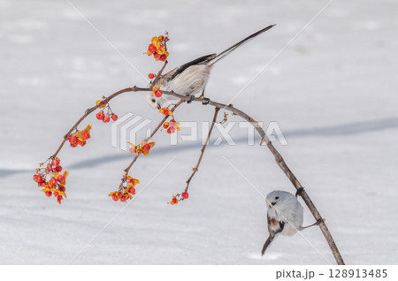 雪の妖精　シマエナガ 128913485