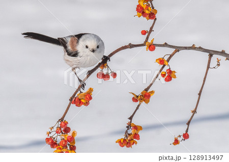 雪の妖精　シマエナガ 128913497