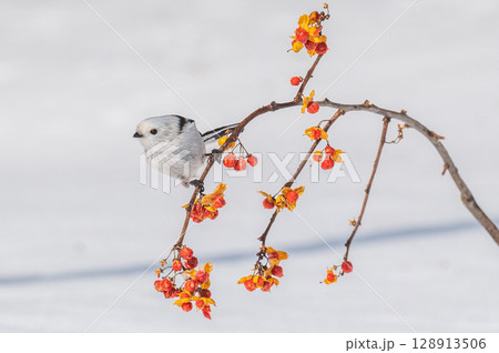 雪の妖精　シマエナガ 128913506