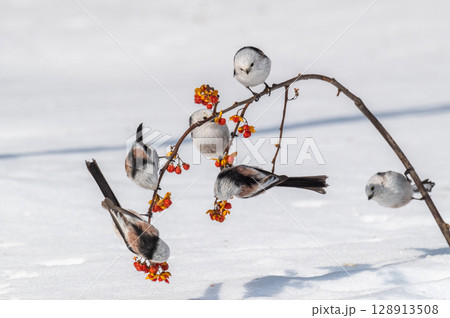 雪の妖精　シマエナガ 128913508