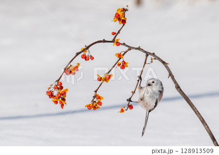 雪の妖精　シマエナガ 128913509