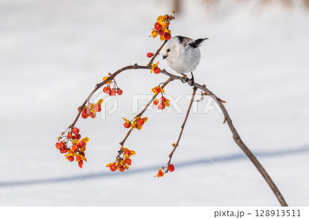 雪の妖精 シマエナガ 雪の妖精 シマエナガ 128913511