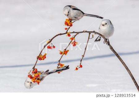 雪の妖精　シマエナガ 128913514