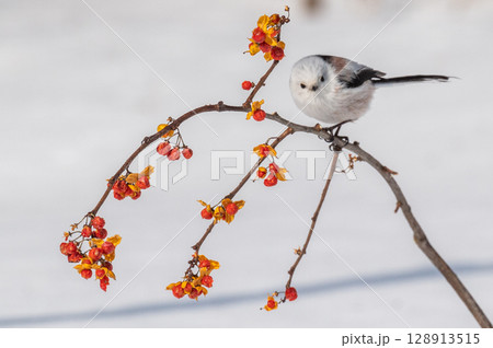 雪の妖精　シマエナガ 128913515