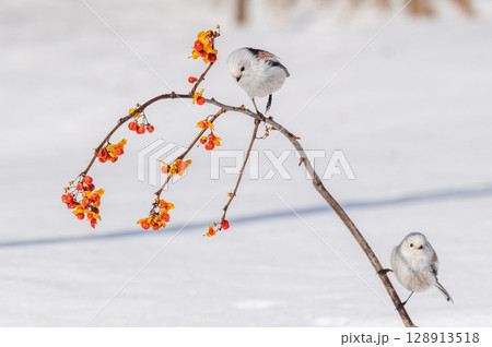 雪の妖精　シマエナガ 128913518