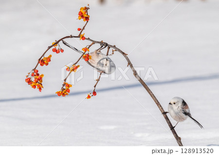 雪の妖精　シマエナガ 128913520