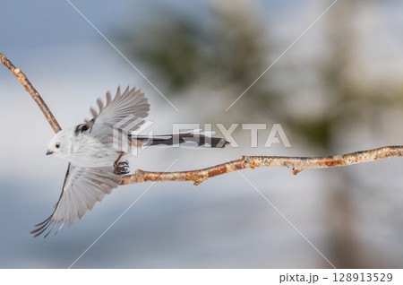 雪の妖精　シマエナガ 128913529