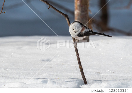 雪の妖精　シマエナガ 128913534