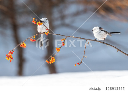 雪の妖精　シマエナガ 128913535