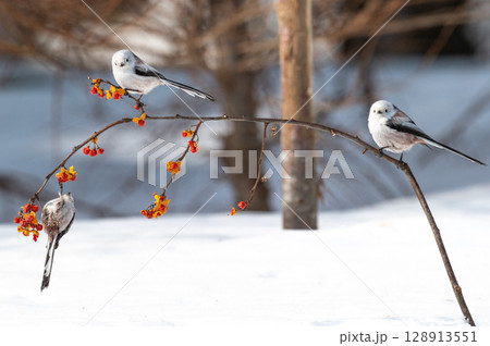 雪の妖精　シマエナガ 128913551