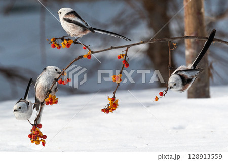 雪の妖精　シマエナガ 128913559