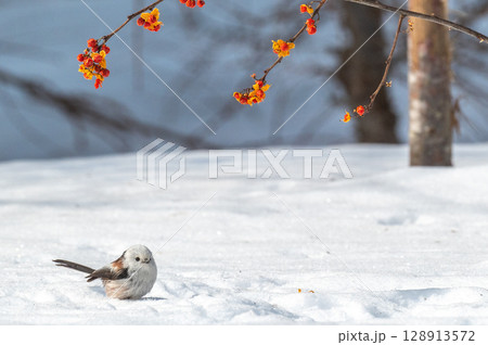 雪の妖精 シマエナガ 雪の妖精 シマエナガ 128913572