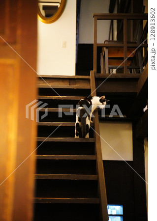 京都のカフェに遊びに来ている近所の野良猫 京都のカフェに遊びに来ている近所の野良猫 128913602