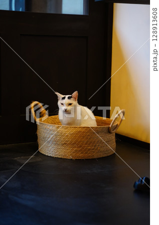 京都のカフェに遊びに来ている近所の野良猫 128913608