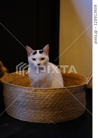 京都のカフェに遊びに来ている近所の野良猫 128913609