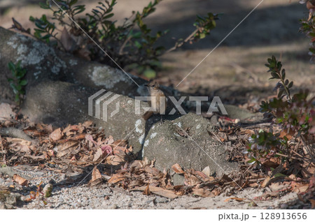 ジョウビタキ（メス） 日なたで羽を休める 128913656